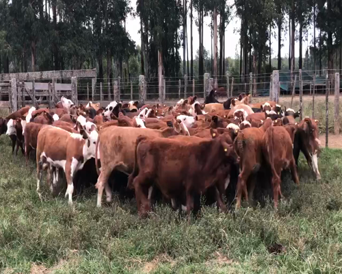 Lote 84 Terneras en Ituzaingó, Corrientes
