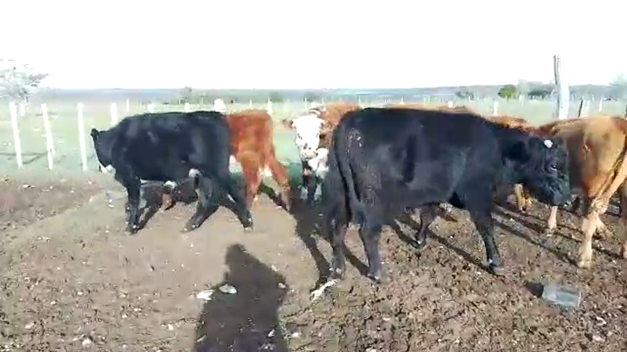 Lote novillos HE-AA 12