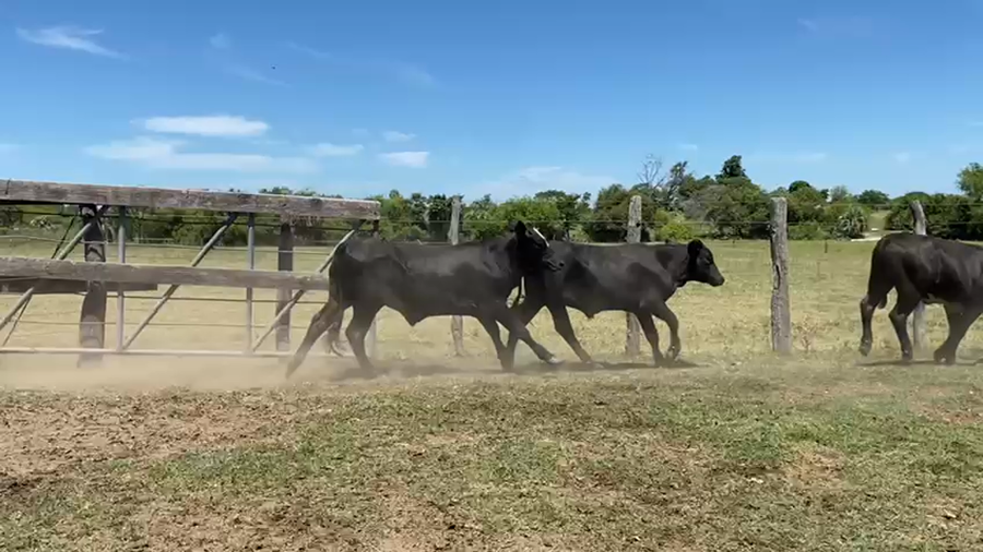 Lote 120 Terneros/as en Goya, Corrientes