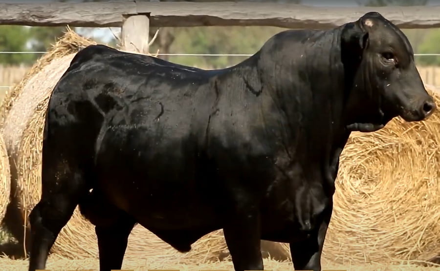 Lote TOROS DE 2 AÑOS