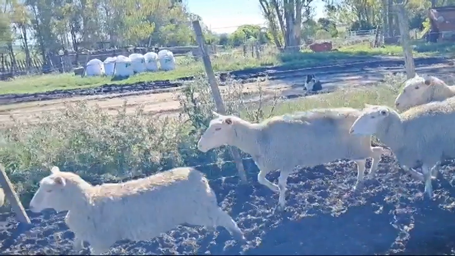 Lote OVEJAS PREÑADAS