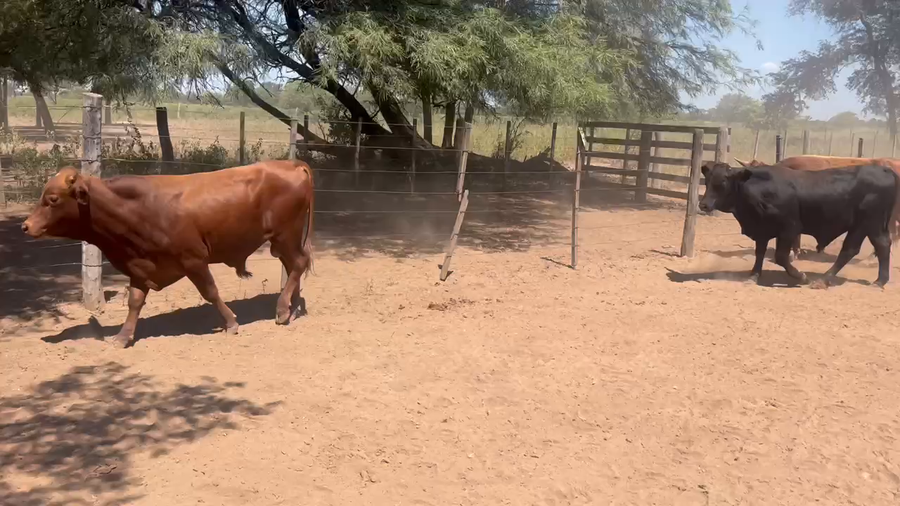 Lote 120 Novillitos en Juan José Castelli, Chaco