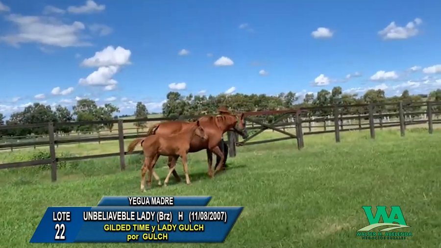 Lote UNBELIAVEBLE LADY (Brz)