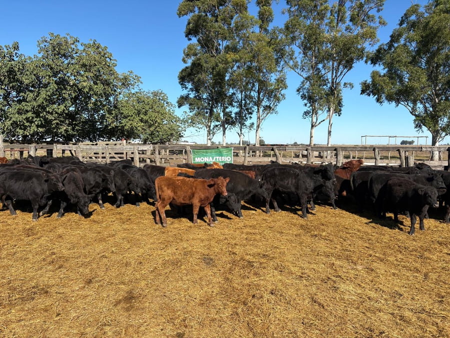 Lote 76 Vaquillonas en San Salvador - ER