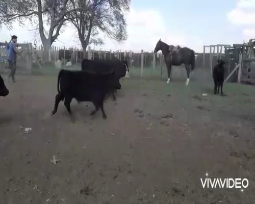 Lote 65 Terneras en Tapalqué, Buenos Aires