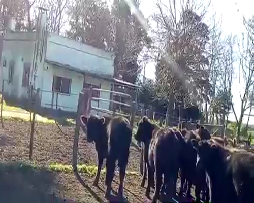 Lote 65 Terneros en Cañuelas, Buenos Aires