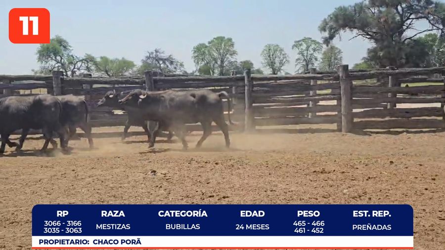 Lote LOTE 11