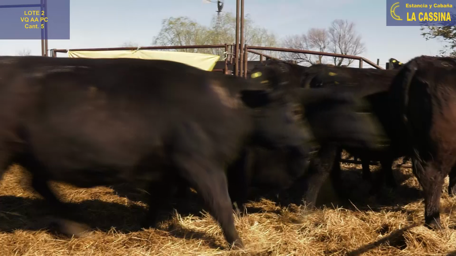 Lote VAQUILLONAS ANGUS PURO CONTROLADAS