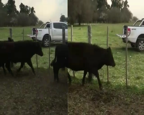 Lote 21 Terneros/as en Brandsen, Buenos Aires