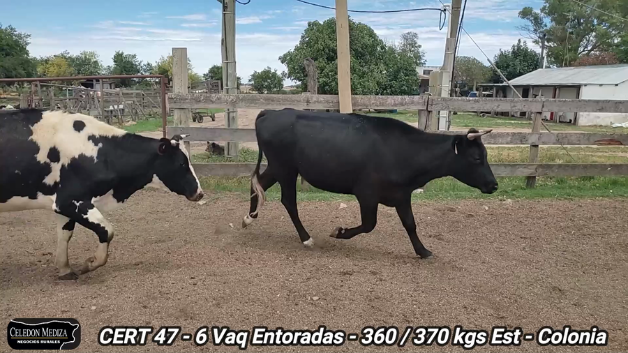 Lote 6 Vaquillonas/Vacas Entoradas en Colonia