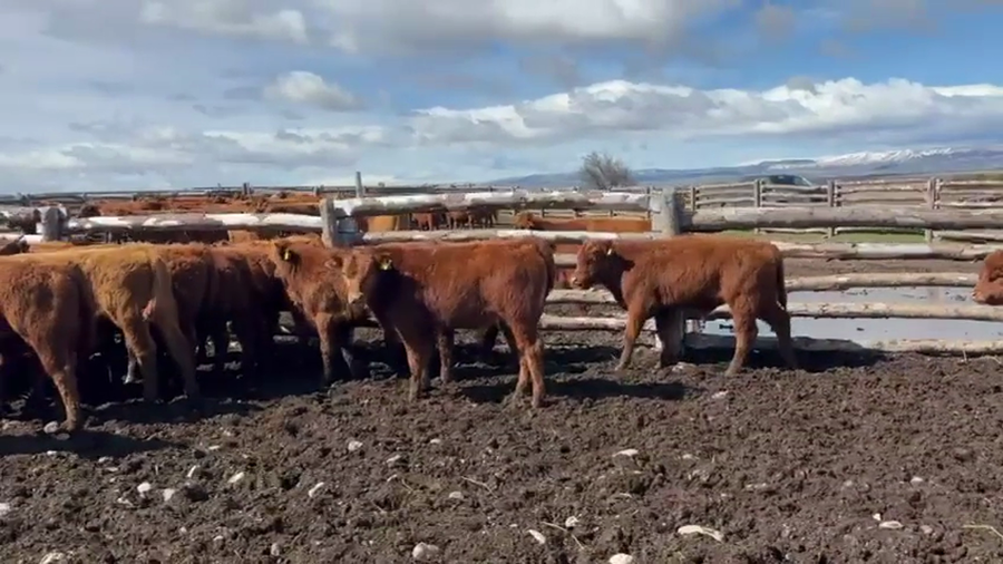 Lote 40 Ternero en Coyhaique, XI Región Aysén