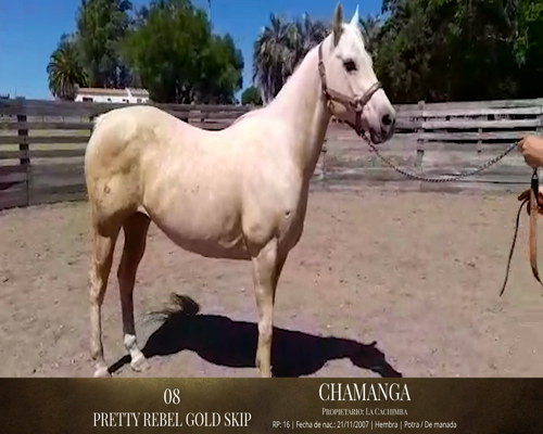 Lote Caballos a remate en 2da ESTA NOCHE BAYA, San José