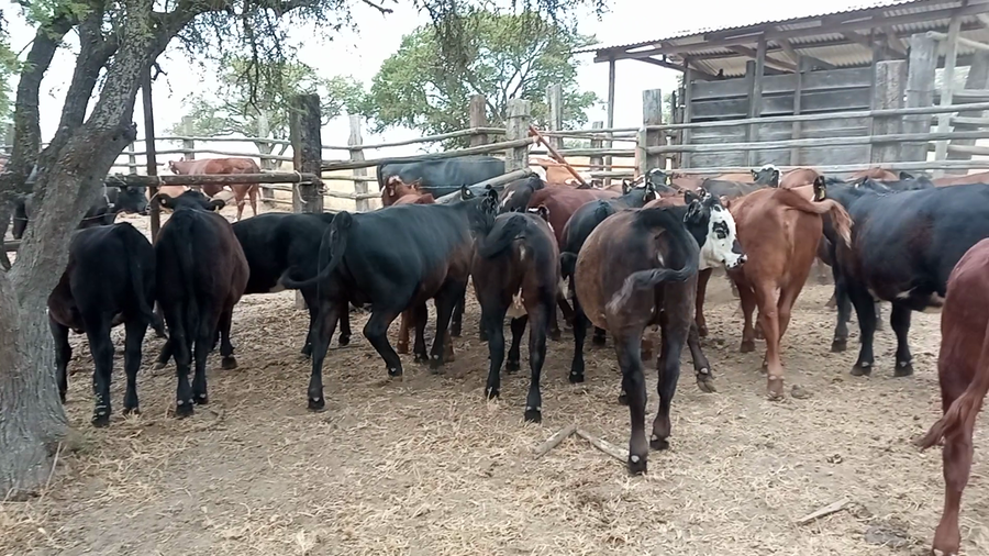 Lote 35 Ternera en Melipilla, Región Metropolitana
