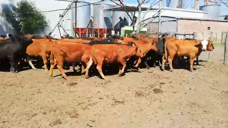 Lote 70 Terneros/as en Federal, Entre Ríos