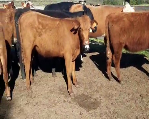 Lote Terneras