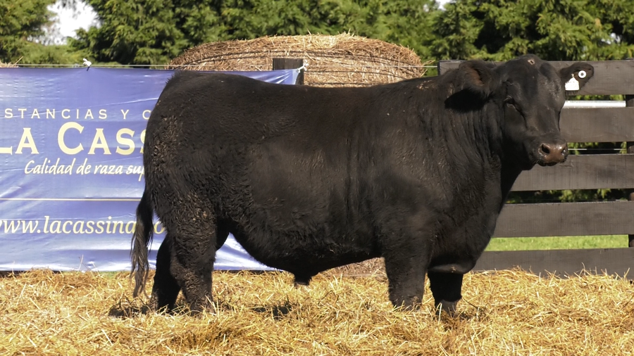 Lote TOROS A. ANGUS PURO PEDIGREE
