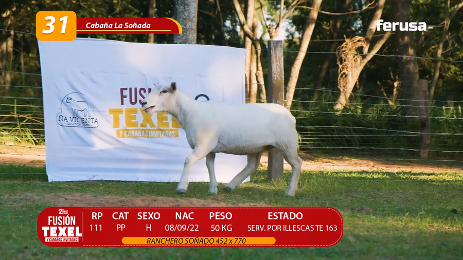 Lote LOTE 31