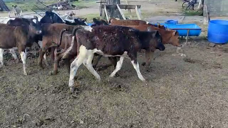 Lote 9 Terneras Holando y Cruza