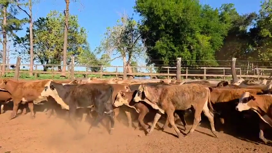 Lote 150 Terneros en Corrientes, Virasoro