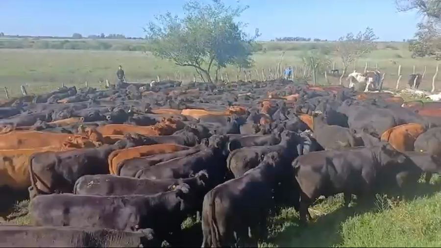 Lote 180 Novillitos