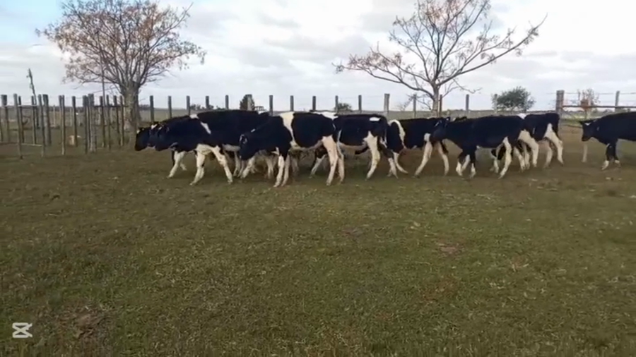 Lote TERNEROS HOLANDO