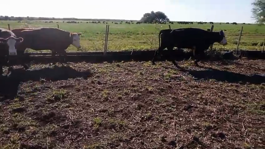 Lote 15 Vacas de invernar