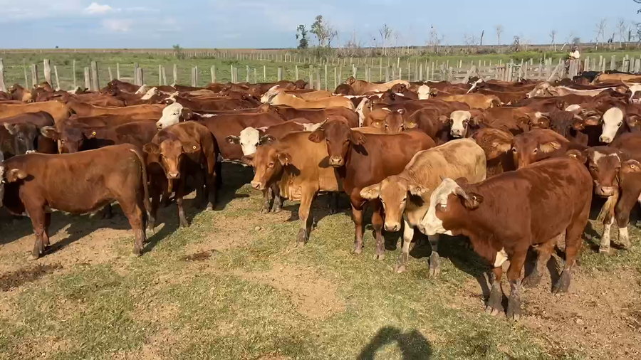 Lote 160 Novillitos en Pirané, Formosa