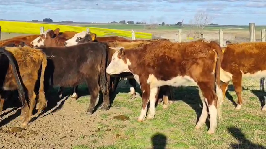 Lote 17 Vaquillonas  a remate en Pantalla Aniversario - Escritorio Camy, San José