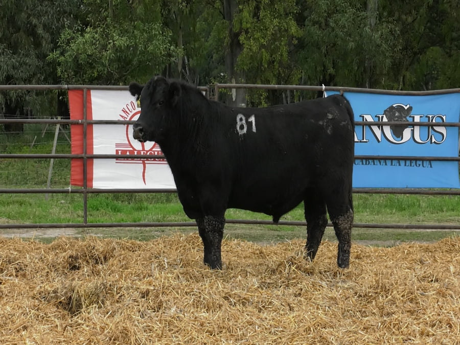 Lote TOROS ANGUS NEGROS PC