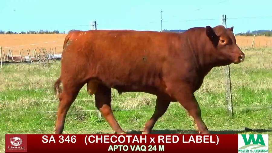 Lote Toros a remate en ANGUS EL REBENQUE, Florida