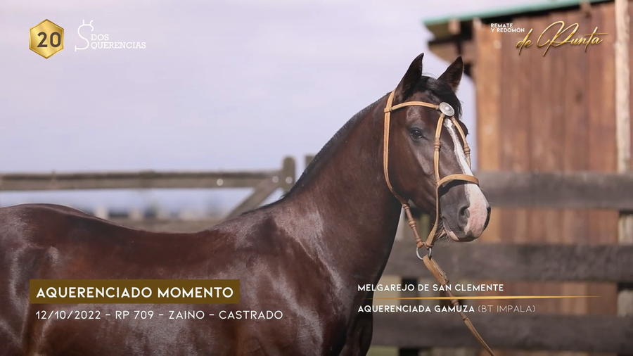 Lote AQUERENCIADO MOMENTO