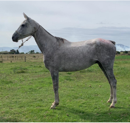 Lote BELLCAK DEL TIMOTE