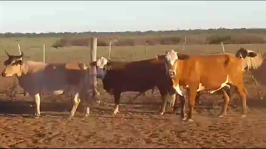 Lote 25 Vacas de invernar en Tintina, Santiago del Estero