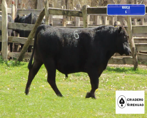 Lote 1 Toro en Coyhaique, XI Región Aysén