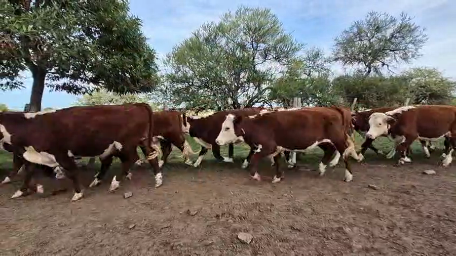 Lote 17 Novillos en Corrientes, Curuzu Cuatia