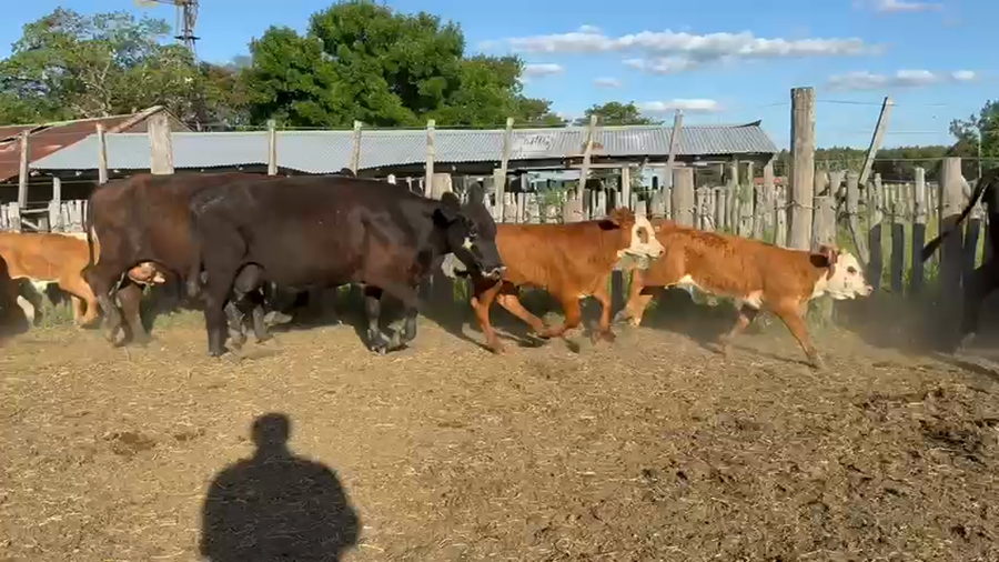 Lote 61 Vacas Preñadas y Paridas