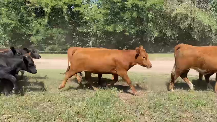 Lote 113 Vaquillonas