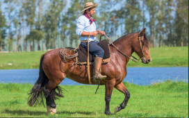 Lote EL GAVILÁN MIRIAM BRITOS