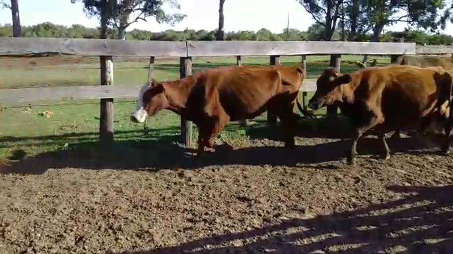 Lote 33 Vacas de invernar en Berón de Astrada, Corrientes