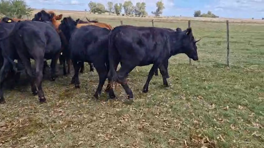 Lote 15 Vaquillonas  a remate en Pantalla Camy, San José