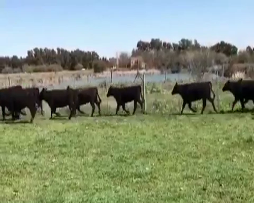 Lote 35 Terneras en Brandsen, Buenos Aires