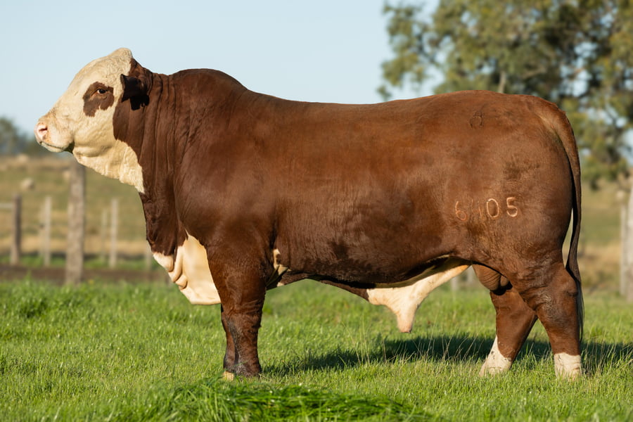 Lote Toros señal 22