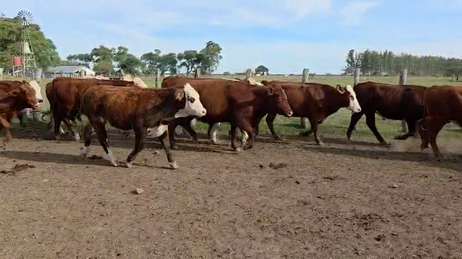 Lote 45 Novillos