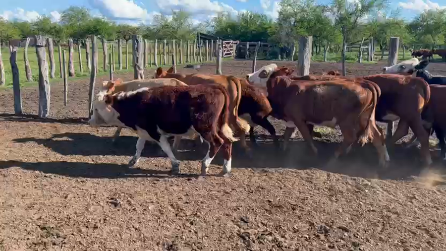 Lote 26 Terneros/as en Corrientes, Curuzu Cuatia