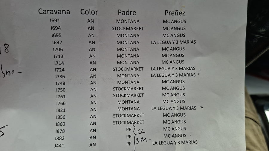 Lote 19 Vacas Preñadas y Paridas