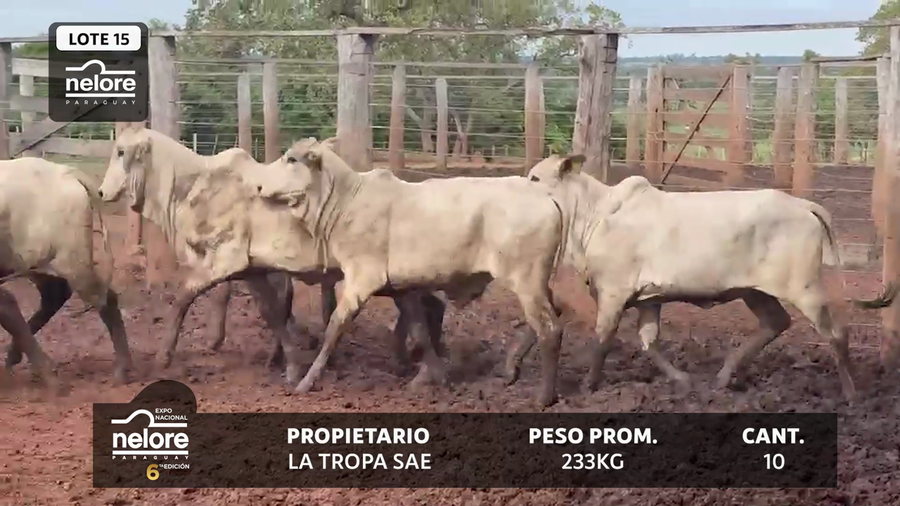 Lote LOTE 15