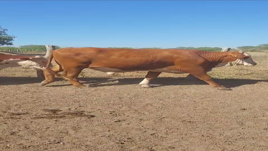 Lote 150 Novillos en Corrientes, Mercedes
