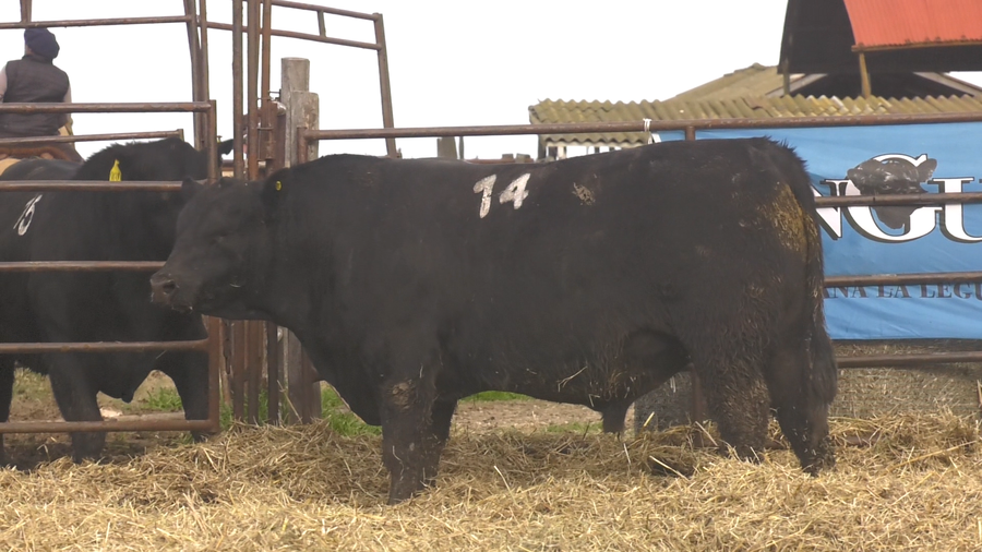 Lote TOROS ANGUS NEGROS  PC