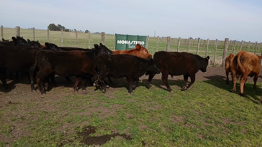Lote 50 Terneros/as