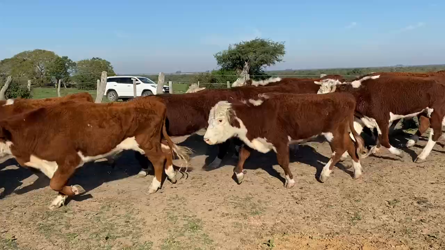 Lote 45 Novillos en Esquina, Corrientes